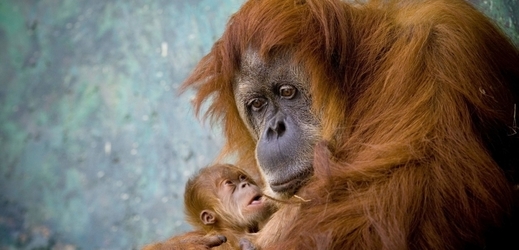Orangutan sumaterský.