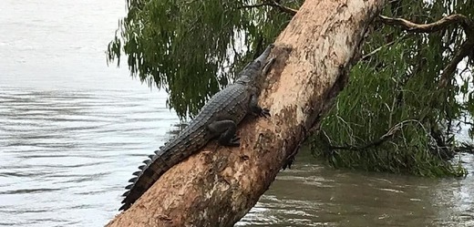 Při stoleté povodni v Austrálii plavou v ulicích krokodýli a hadi.