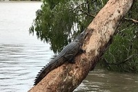 Při stoleté povodni v Austrálii plavou v ulicích krokodýli a hadi.