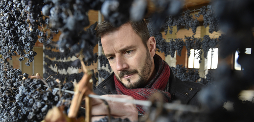 Jan Hrachovský, výrobní ředitel Vinných sklepů Lechovice na Znojemsku, kontroloval 4. února 2019 hrozny odrůdy Frankovka pro výrobu slámového vína.