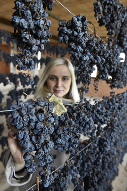 Kateřina Scharfová z Vinných sklepů Lechovice na Znojemsku kontrolovala 4. února 2019 hrozny odrůdy frankovka pro výrobu slámového vína.