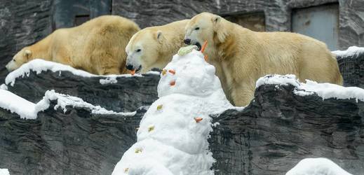 Lední medvědi dostali nadílku.
