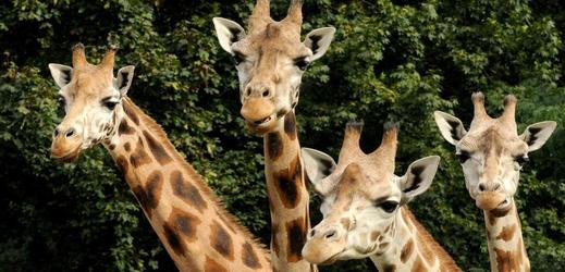 V olomoucké zoo musela být utracena žirafa Zaira, nejstarší ze stáda.