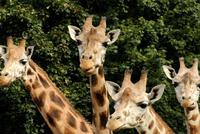 V olomoucké zoo musela být utracena žirafa Zaira, nejstarší ze stáda.