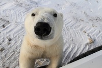 Lední medvědi se na ruském souostroví Nová země stahují k lidským obydlím.