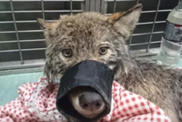 Vlk, kterého v domnění, že jde o psa, zachránili mladí estonští dělníci.