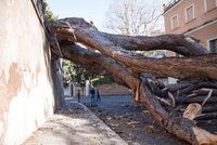 Spadlý strom v Římě. 