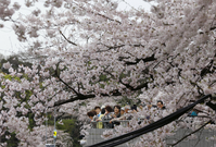 Předpověď rozkvětu sakury je v Japonsku vážné poslání.