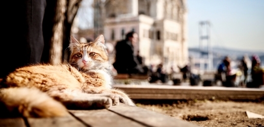 Kočka v Istanbulu. 