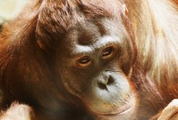 Orangutan (ilustrační foto).