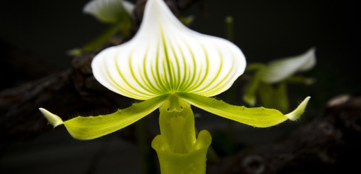 Ve skleníku Fata Morgana v trojské botanické zahradě začala výstava exotických orchidejí.