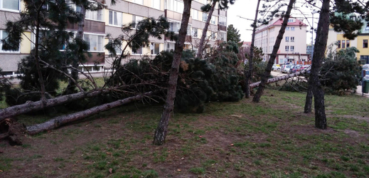 Několik stromů vyvrátil silný vítr v noci na 10. března 2019 v pardubické ulici Arnošta z Pardubic.
