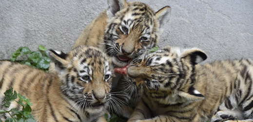 Oblíbení jsou u návštěvníků zejména tygři ussurijští. 