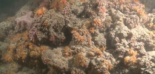 Objevený korálový útes u pobřeží Jaderského moře v Itálii.