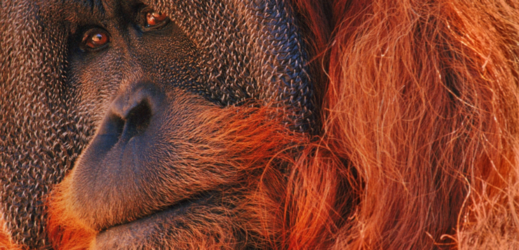 Orangutan.