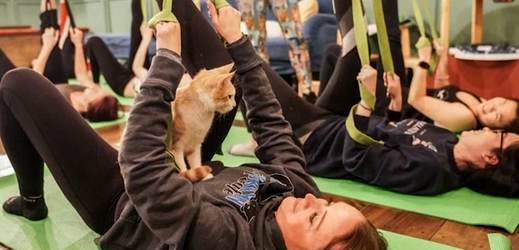 Kočičí jóga je hitem v newyorském Brooklynu.