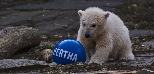 Mládě ledního medvěda Hertha.