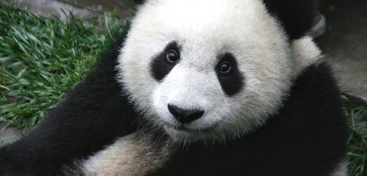 Čína dlouhodobě využívá pandy jako diplomatický nástroj (ilustrační foto).