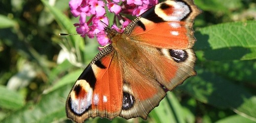 Výstava nabídne 50 druhů motýlů.