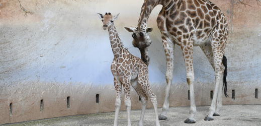 Zoo pokřtí dvouměsíčního žirafího samečka.