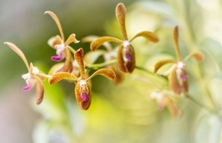Orchidej v Botanické zahradě.