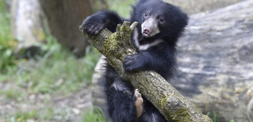 Zlínská zoologická zahrada představila 7. května 2019 první mládě medvěda pyskatého v historii zoo.