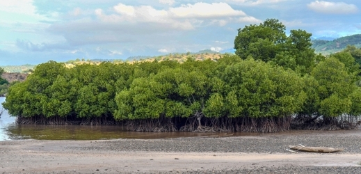 Mangrovy na Cameo Beach.