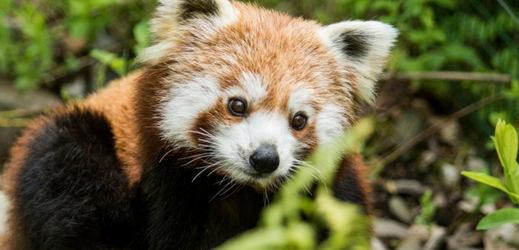 Ostravská zoo má novou samici pandy červené.