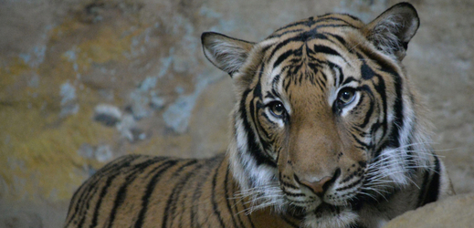 Ústecká zoo má nového tygra malajského, jmenuje se Bulan.