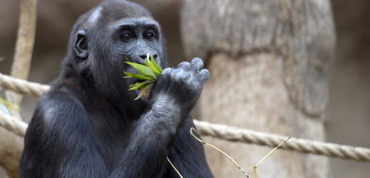 Pražská zoo chová gorily od roku 1963 a podílí se i na projektu pro záchranu goril ve volné přírodě.