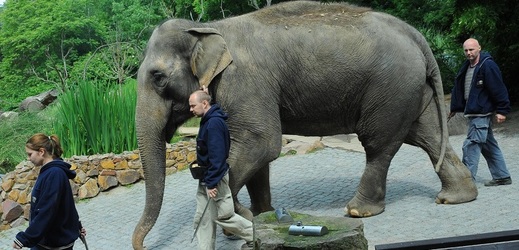 Slonice Gulab je druhou nejstarší obyvatelkou pražské zoo.