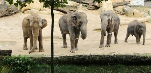 Čichem dokáží sloni podle všeho rozpoznat i množství potravy.