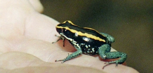 Žába šípová patří mezi velmi jedovaté tvory.