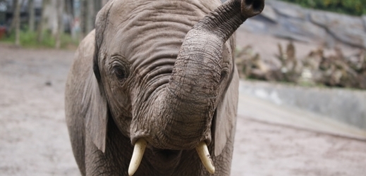 V mosambické rezervaci Niassa pytláci rok nezabili jediného slona.