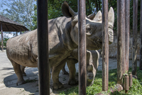 V Zoo Dvůr Králové nad Labem v neděli ráno naložili pět vzácných nosorožců černých pro cestu do středoafrické Rwandy.