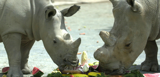 Samička severního nosorožce bílého Fatu si spolu s matkou Nájin.