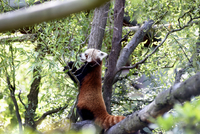 Panda červená v ostravské zoo. 