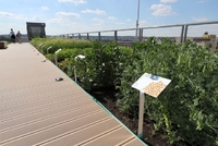 Na střeše zemědělského muzea v Praze je pole s 21 plodinami.