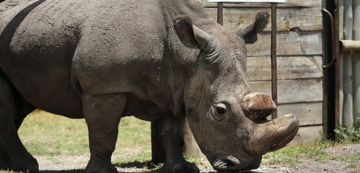Sudán byl posledním samcem téměř vyhynulého druhu nosorožců severních bílých. 