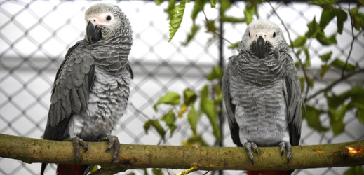 Papoušek šedý.