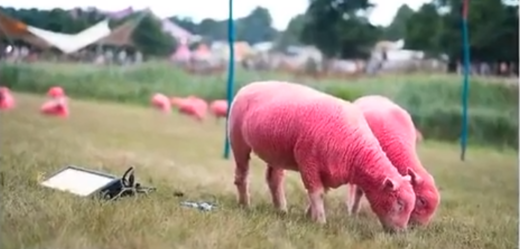 Růžové ovce na hudebním festivalu Latitude.