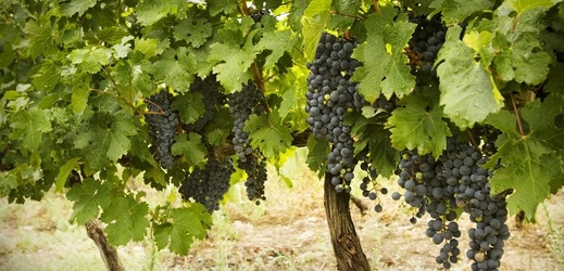 Vinohradům průběh letošního léta vyhovuje.