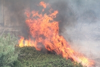 Požáry zasáhly už více než tři miliony hektarů půdy. 