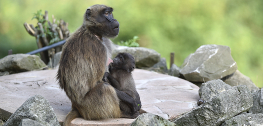 Skupina opic dželad se v zoo rozrostla o další mláďata.