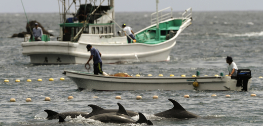 V Japonsku začal kontroverzní lov delfínů.