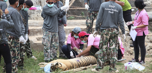 Odvážení tygrů z chrámu v Thajsku.