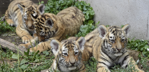 Čtyřčata tygra ussurijského (na snímku ze 7. srpna), která se narodila před dvěma měsíci v hodonínské zoo.