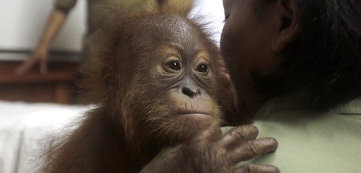 Mládě orangutana, které z Bali pašoval Rus.