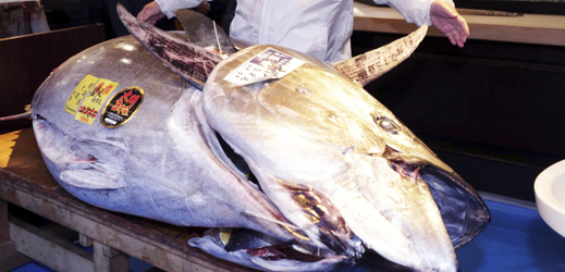 Nejdražší tuňák z první letošní aukce.