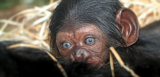 V plzeňské zoo se narodilo mládě šimpanze učenlivého.